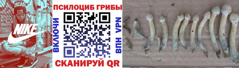 Псилоцибиновые грибы Psilocybine cubensis  Вольск 